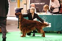 Crufts2011 386